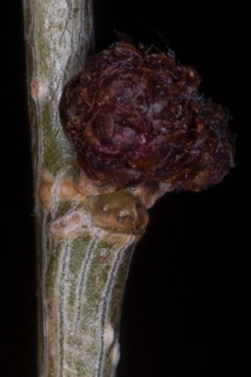 Ulmus pumila (Ulmaceae) - Elm