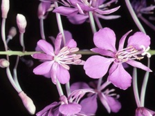 b430_121nn.jpg